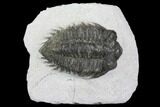 Bargain, Coltraneia Trilobite Fossil - Huge Faceted Eyes #137704-1
